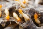 Termite Control Treatment